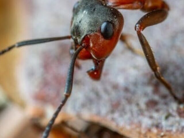 cropped-Kenya-Battles-E1-Million-Ant-Trafficking-Ring-to-Protect-Biodiversity-6.jpg