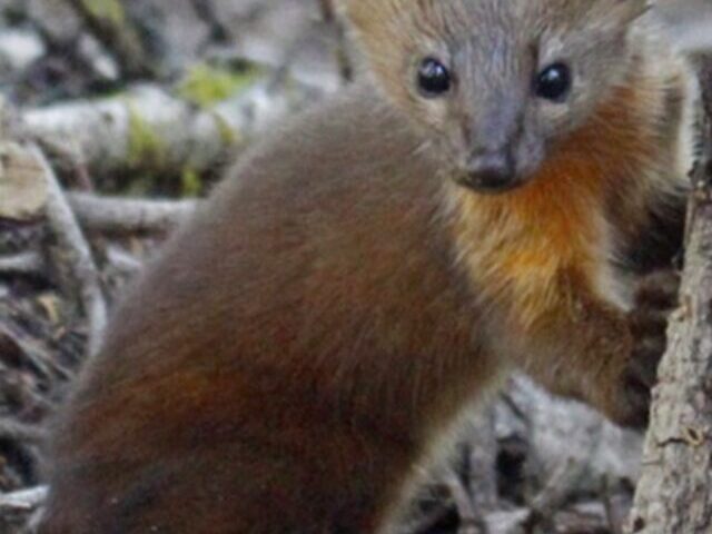 ORVs Threaten Oregon’s Last 70 Coastal Martens (1)