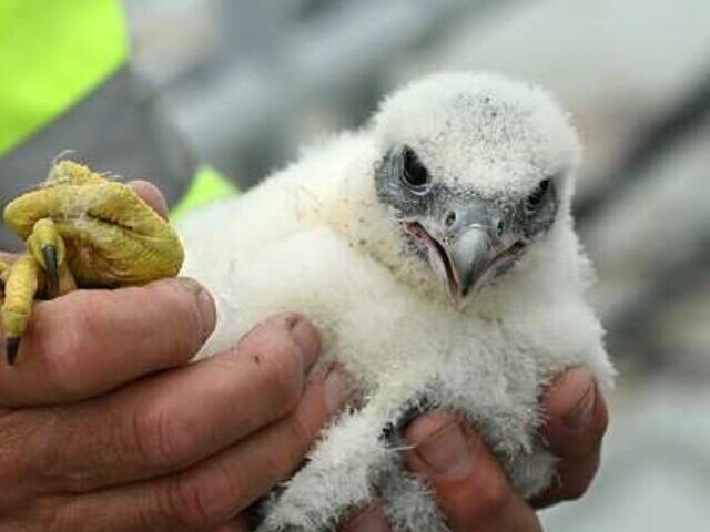 cropped-Peregrine-Falcon-Chicks-Hatch-693-Feet-Above-NYC-Traffic—How-Many-Urban-Bridge-Nests-Are-Active-Today-7.jpg