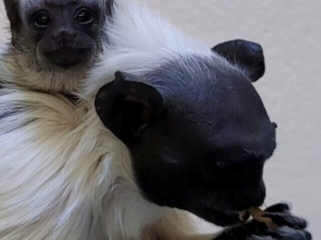 cropped-Pied-Tamarin-Twins-Born-at-Philadelphia-Zoo-1.jpg