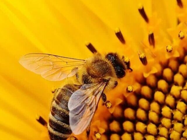 cropped-Plants-Raise-Nectar-Sugar-by-20-After-Bee-Buzz-1.jpg