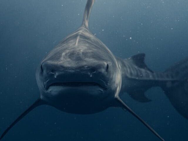Queensland-Shark