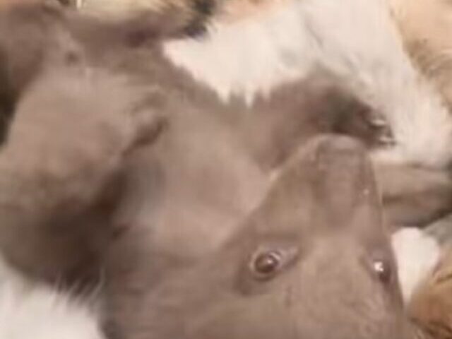 cropped-Rare-Black-Bear-Cub-Gets-Rehabilitated-in-San-Diego-11.jpg
