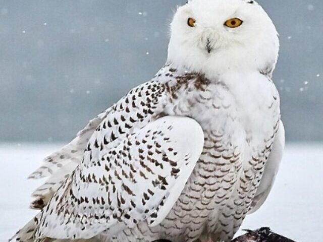 cropped-Snowy-Owl-Numbers-Drop-40-in-Canada-12.jpg