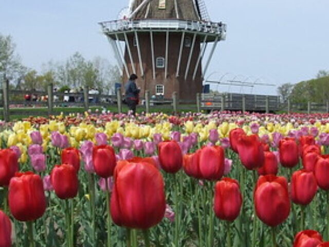 Tulip Time Festival.