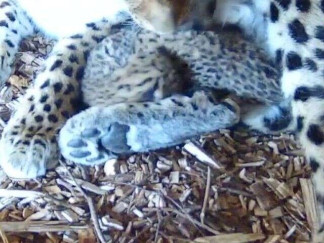 Two Amur Leopard Cubs Born in UK
