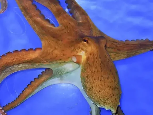 Representative Image: Common Octopus Photo Credits: H. Zell