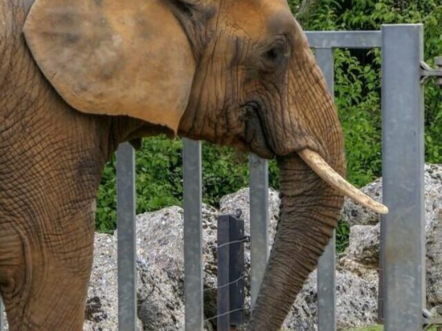 cropped-UK-Zoos-Must-Ban-Touch-Pools-and-Expand-Elephant-Enclosures-4.jpg