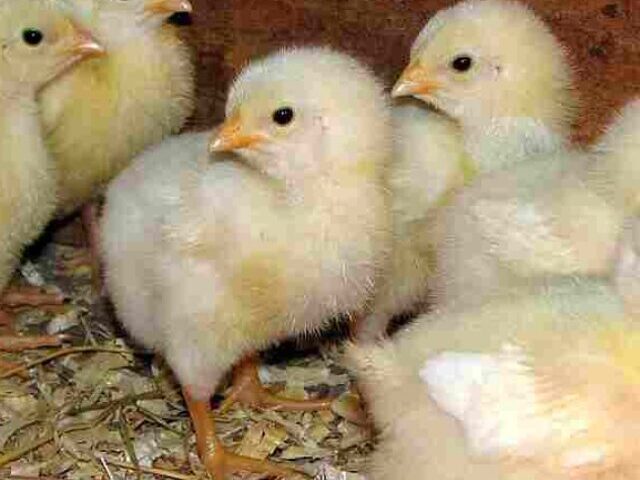 USPS-Truck-Abandonment 12000-Chicks.