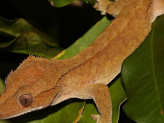 Giant Gecko. Photo Source: Lennart Hudel (CC BY 4.0)