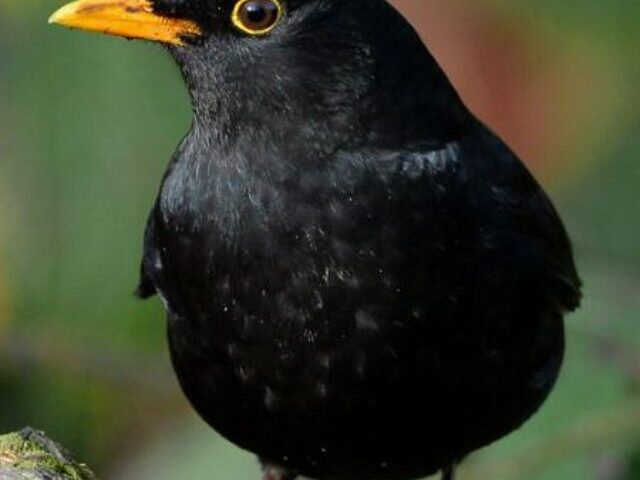 cropped-Usutu-Virus-Slashes-London-Blackbirds-by-40.jpg