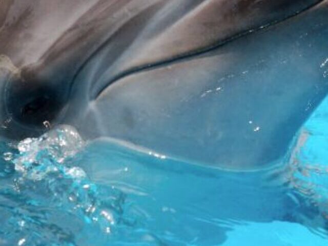 Taiji Dolphin hunt
