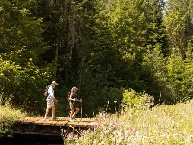 Tualatin Mountain Forest