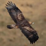Golden Eagles (CC BY 4.0)