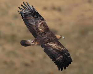 Golden Eagles (CC BY 4.0)