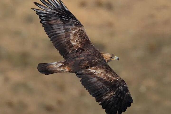 Golden Eagles (CC BY 4.0)
