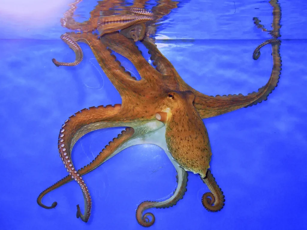 Common Octopus (CC BY-SA 3.0)