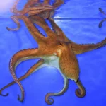 Common Octopus (CC BY-SA 3.0)