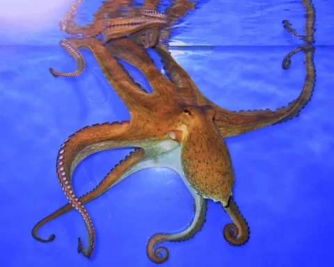 Common Octopus (CC BY-SA 3.0)