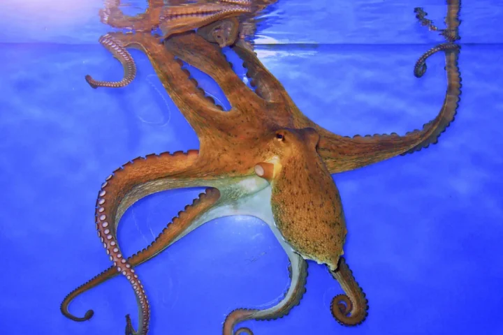 Common Octopus (CC BY-SA 3.0)