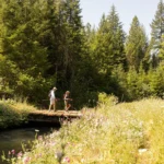Tualatin Mountain Forest