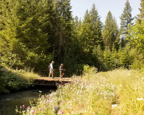 Tualatin Mountain Forest