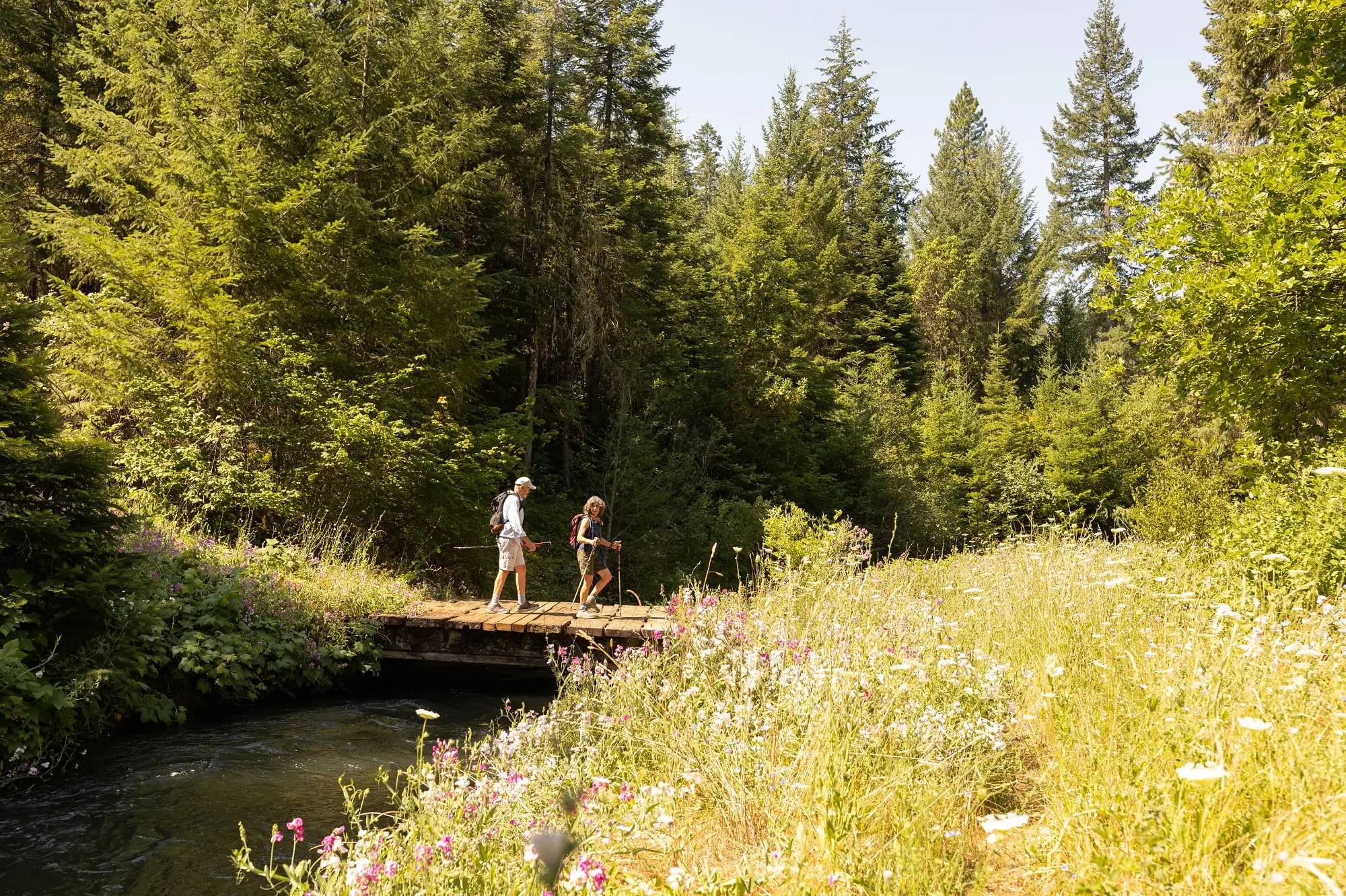 Tualatin Mountain Forest