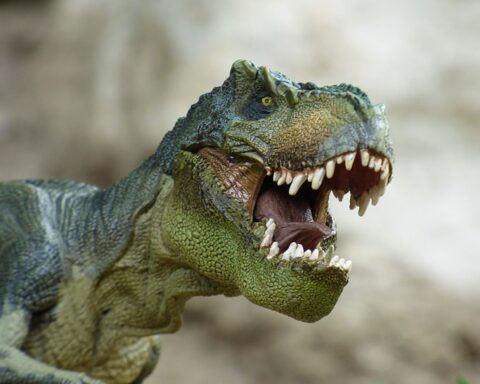 Tyrannosaurus.