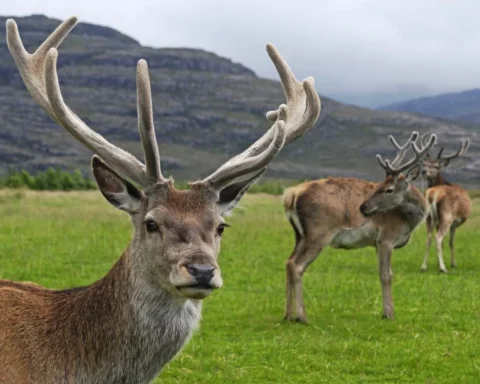 Scottish red deer Photo Source: Massimo Catarinella (CC BY-SA 3.0)