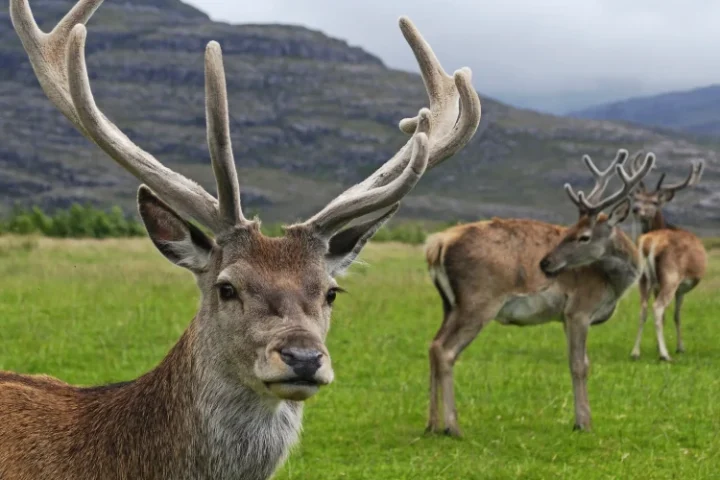 Scottish red deer Photo Source: Massimo Catarinella (CC BY-SA 3.0)
