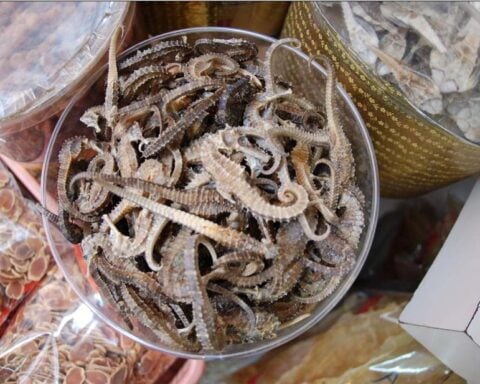 Dried seahorse in a bowl.