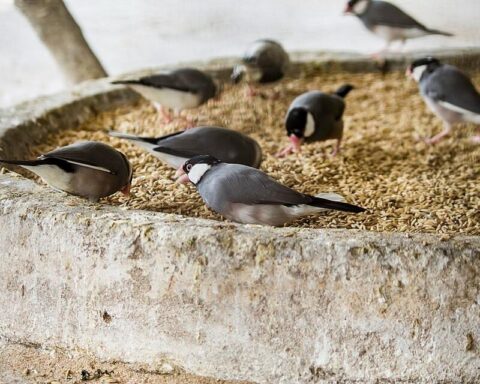 An endangered species of Birds in Nandankanan zoo. (CC BY-SA 4.0)