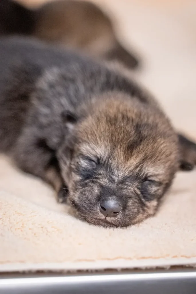6 Rare Wolf Pups Flown to Wild Key to Mexican Wolf Survival (1)