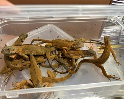 Mumbai Customs ,Zone-III at CSMIA breaks wildlife smuggling racket. Tarantulas, iguanas, sugar gliders, sunbirds, finchbills, honey bears & tortoises found hidden in checked-in baggage on AI 338 from Thailand. The Passenger arrested. Photo Source- @mumbaicus3 (X)