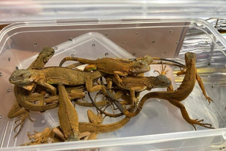 Mumbai Customs ,Zone-III at CSMIA breaks wildlife smuggling racket. Tarantulas, iguanas, sugar gliders, sunbirds, finchbills, honey bears & tortoises found hidden in checked-in baggage on AI 338 from Thailand. The Passenger arrested. Photo Source- @mumbaicus3 (X)