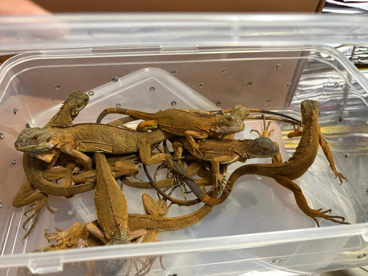 Mumbai Customs ,Zone-III at CSMIA breaks wildlife smuggling racket. Tarantulas, iguanas, sugar gliders, sunbirds, finchbills, honey bears & tortoises found hidden in checked-in baggage on AI 338 from Thailand. The Passenger arrested. Photo Source- @mumbaicus3 (X)
