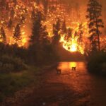 Representative Image. Photo Source: John McColgan, Bureau of Land Management, Alaska Fire Service.
