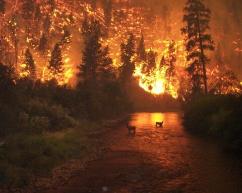 Representative Image. Photo Source: John McColgan, Bureau of Land Management, Alaska Fire Service.