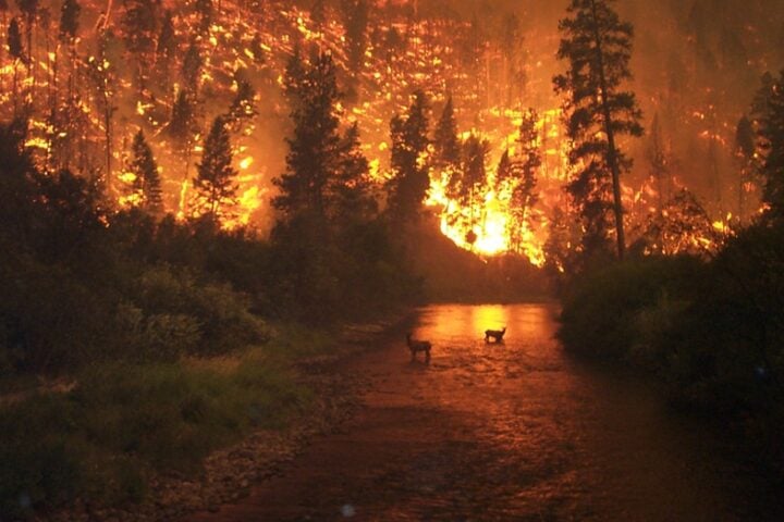 Representative Image. Photo Source: John McColgan, Bureau of Land Management, Alaska Fire Service.