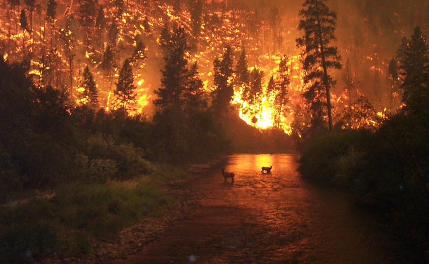 Representative Image. Photo Source: John McColgan, Bureau of Land Management, Alaska Fire Service.