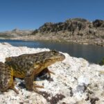 Sierra Nevada yellow-legged frog. Photo Source: Devin Edmonds, USGS.