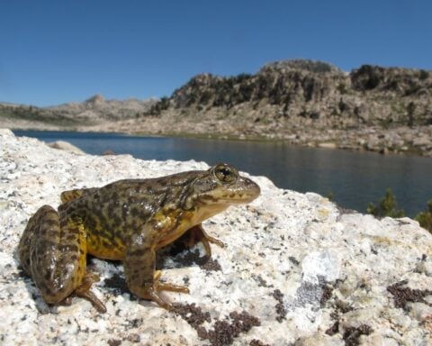 Sierra Nevada yellow-legged frog. Photo Source: Devin Edmonds, USGS.
