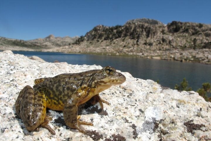 Sierra Nevada yellow-legged frog. Photo Source: Devin Edmonds, USGS.