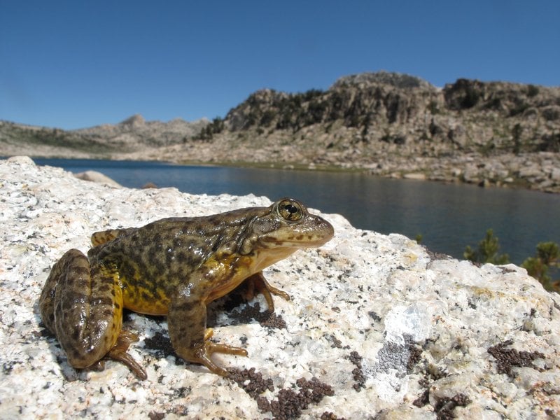 Sierra Nevada yellow-legged frog. Photo Source: Devin Edmonds, USGS.