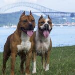 Two American Pit Bull Terriers standing side by side on the ground.