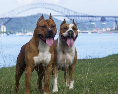 Two American Pit Bull Terriers standing side by side on the ground.