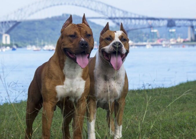 Two American Pit Bull Terriers standing side by side on the ground.
