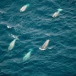 Underwater Noise in the Arctic Photo Source: Melanie Lancaster (wwf.ca)