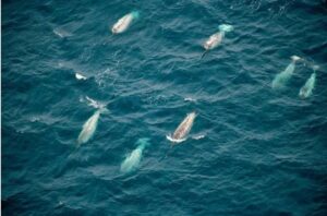Underwater Noise in the Arctic Photo Source: Melanie Lancaster (wwf.ca)