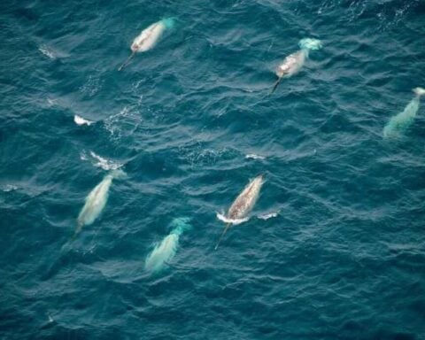 Underwater Noise in the Arctic Photo Source: Melanie Lancaster (wwf.ca)